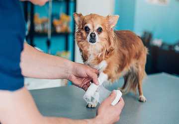 How to Secure Insurance Coverage for a New Pet